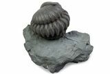 Wide Enrolled Flexicalymene Trilobite - Mt Orab, Ohio #375233-1